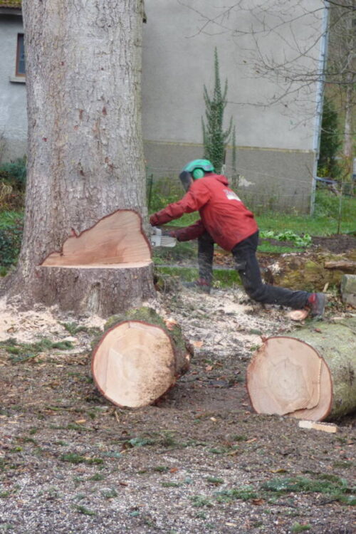 Entreprise d&rsquo;abattage et de d&eacute;montage d&rsquo;arbre pr&egrave;s de Thann et Masevaux Saint-Di&eacute;-des-Vosges 2