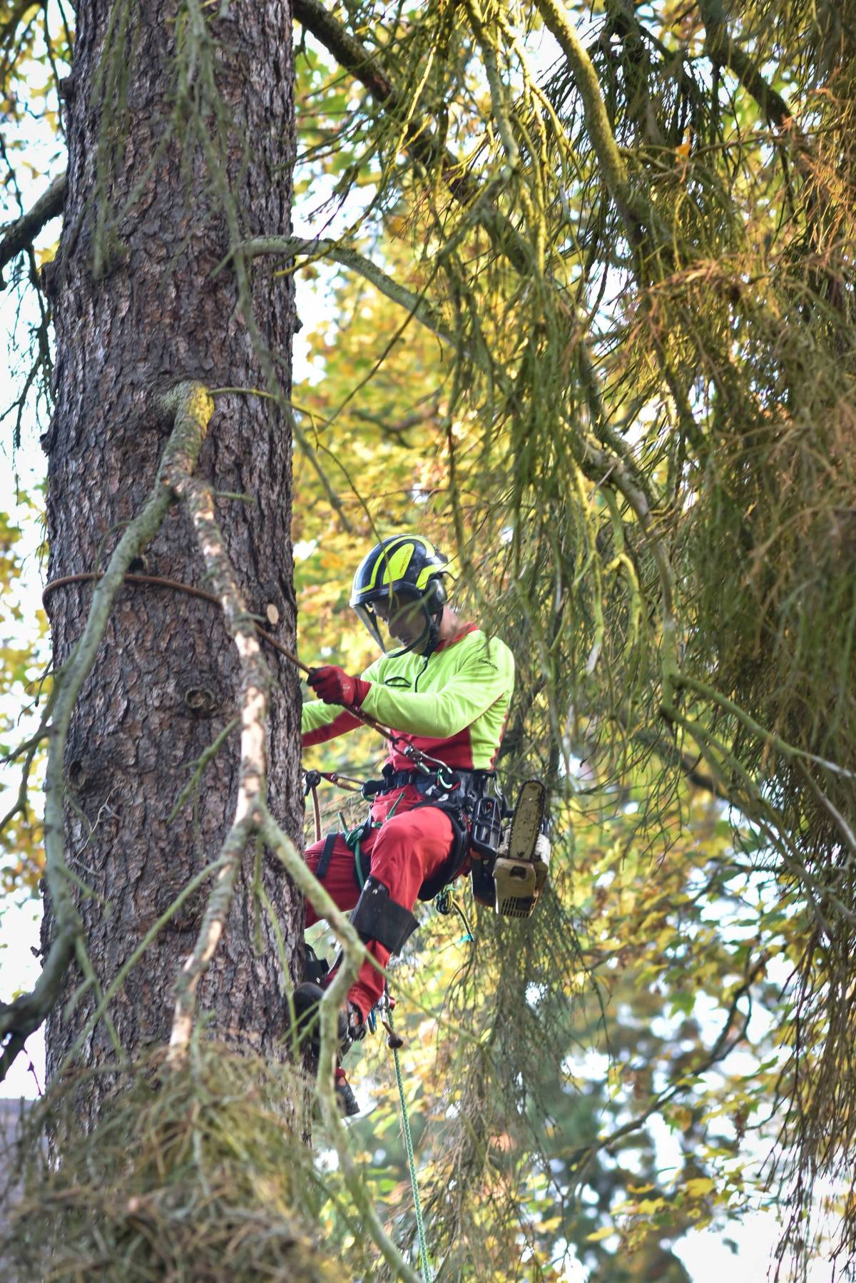 En quoi la taille radicale est-elle dangereuse pour vos arbres ? Colmar