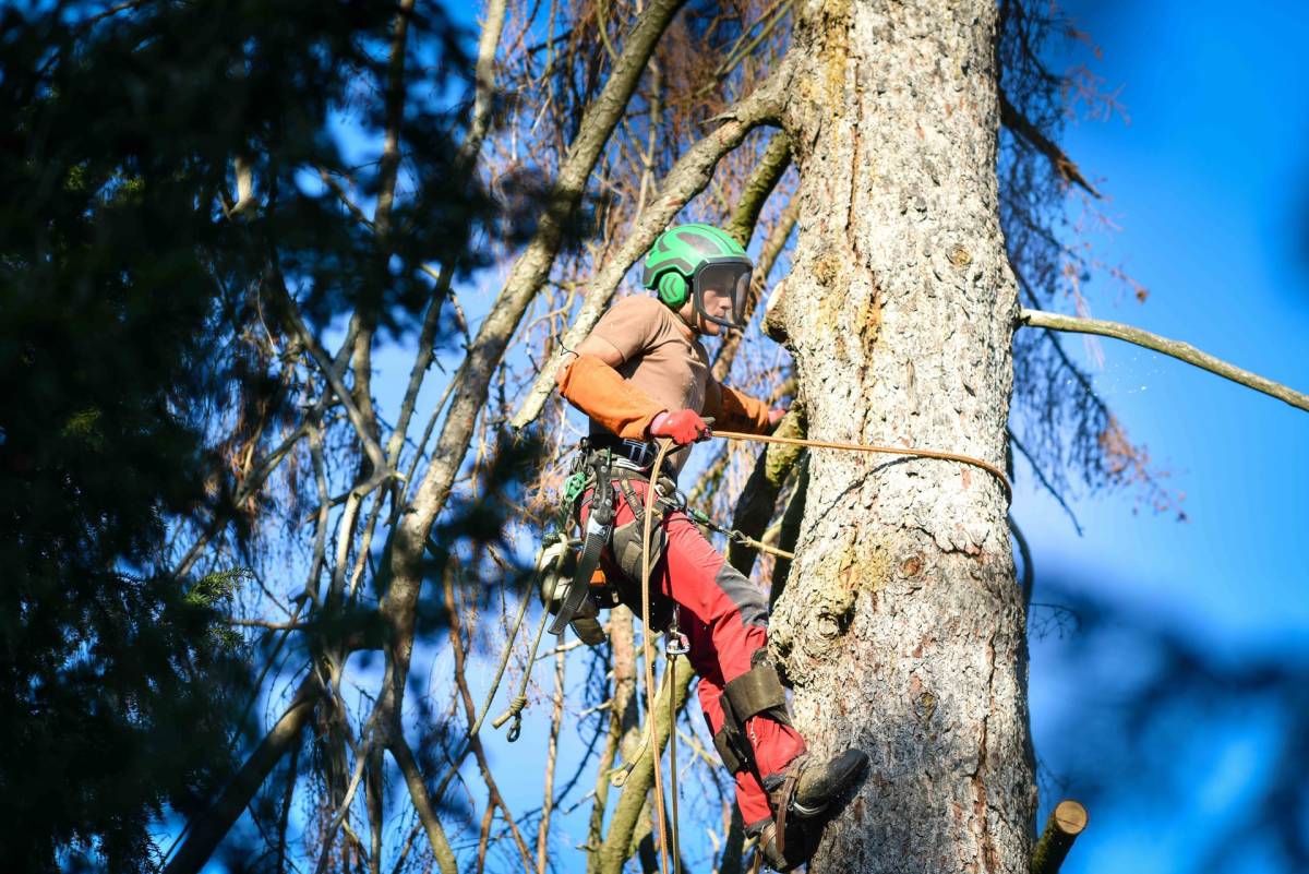 Abattage arbre Haut-Rhin Mulhouse