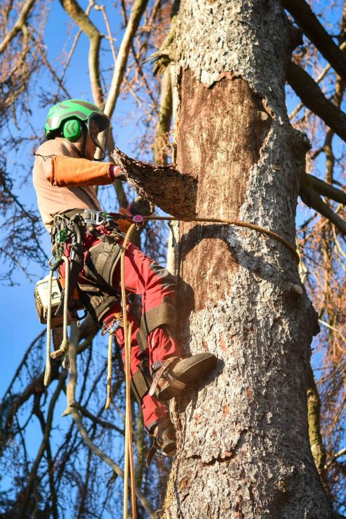 Entreprise d&rsquo;abattage et de d&eacute;montage d&rsquo;arbre pr&egrave;s de Thann et Masevaux Kingersheim 0