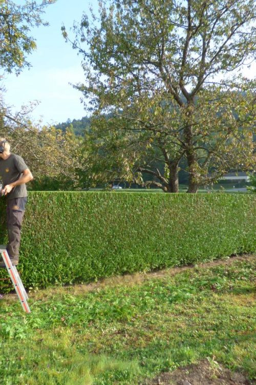 Entretien d&rsquo;espaces verts autour de Thann et Masevaux Illzach 1