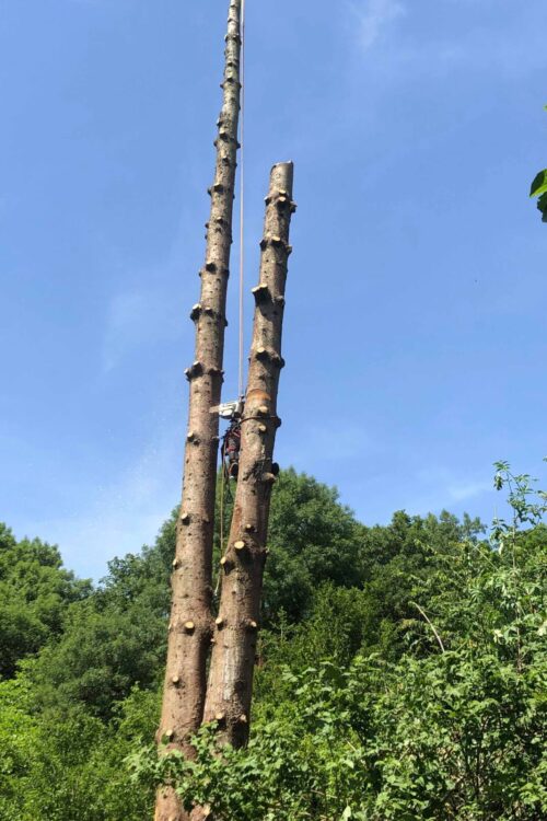 Entreprise d&rsquo;abattage et de d&eacute;montage d&rsquo;arbre pr&egrave;s de Thann et Masevaux Mulhouse 1