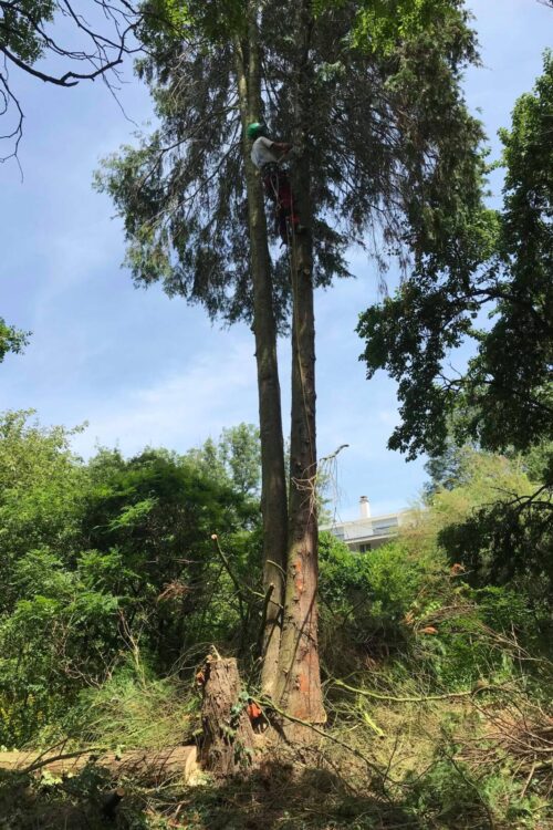 D&eacute;montage d’un arbre d&eacute;p&eacute;rissant vall&eacute;e de Masevaux Riedisheim 2