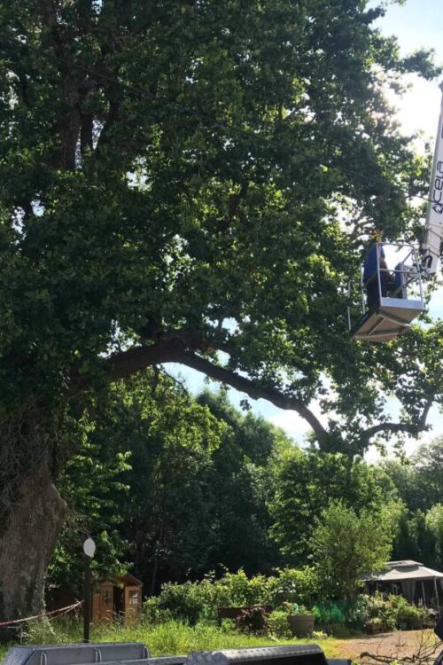 &Eacute;lagage d’un arbre &agrave; Cernay Mulhouse 0