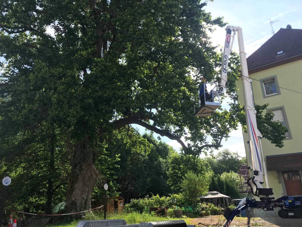 &Eacute;lagage d’un arbre &agrave; Cernay Mulhouse