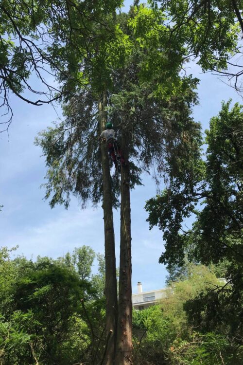 D&eacute;montage d’un arbre d&eacute;p&eacute;rissant vall&eacute;e de Masevaux Guebwiller 0