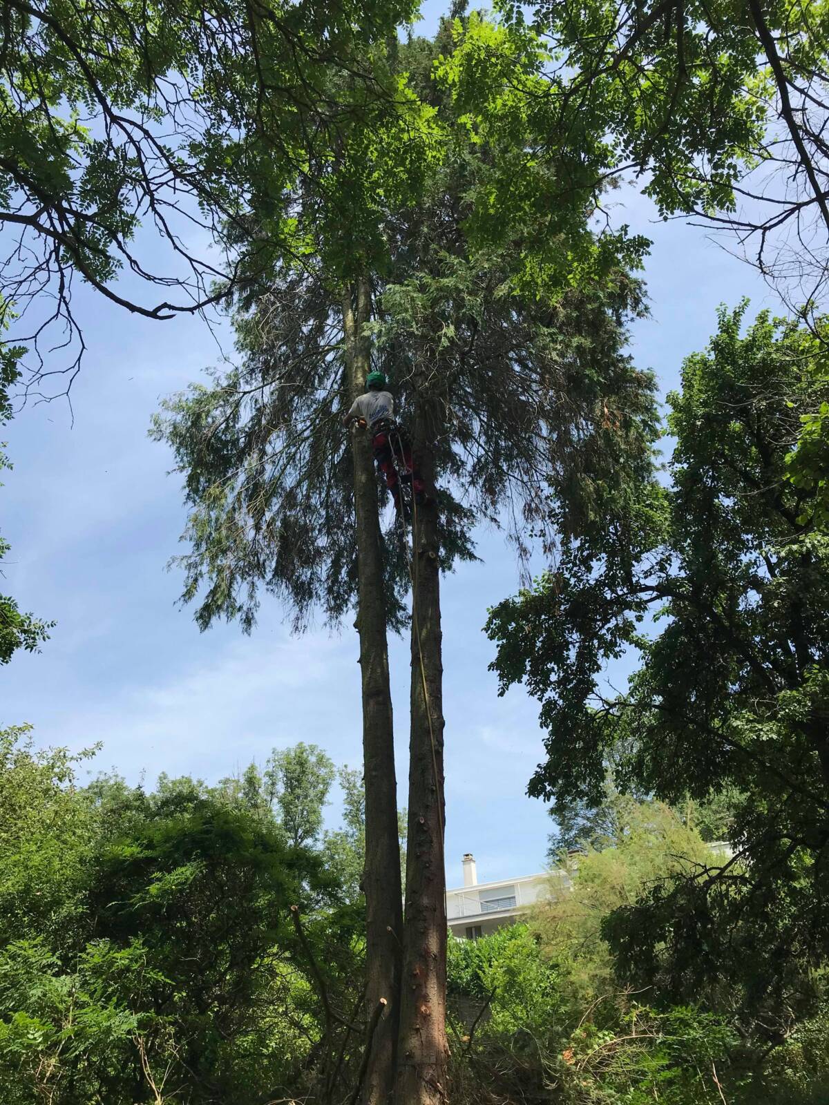 D&eacute;montage d’un arbre d&eacute;p&eacute;rissant vall&eacute;e de Masevaux Guebwiller