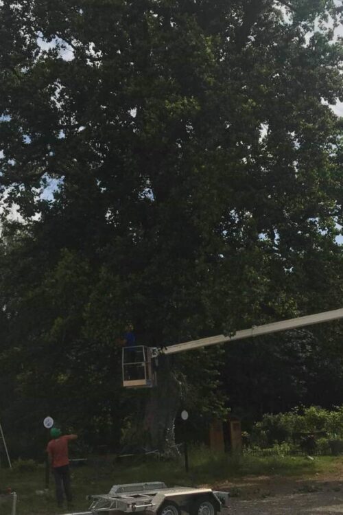 &Eacute;lagage d’un arbre &agrave; Cernay Saint-Di&eacute;-des-Vosges 2