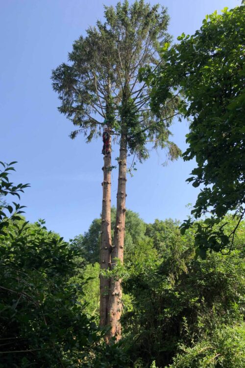 D&eacute;montage d’un arbre d&eacute;p&eacute;rissant vall&eacute;e de Masevaux Wittenheim 1