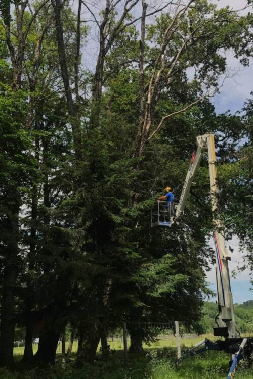&Eacute;lagage d’un arbre &agrave; Cernay Riedisheim 1